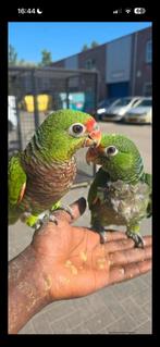 Wijnborst amazone 5 maandjes oud tam, Dieren en Toebehoren, Vogels | Parkieten en Papegaaien, Vrouwelijk, Papegaai, Tam