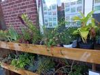 planten vanaf 1,-, Tuin en Terras, Planten | Tuinplanten, Vaste plant, Halfschaduw, Zomer, Ophalen