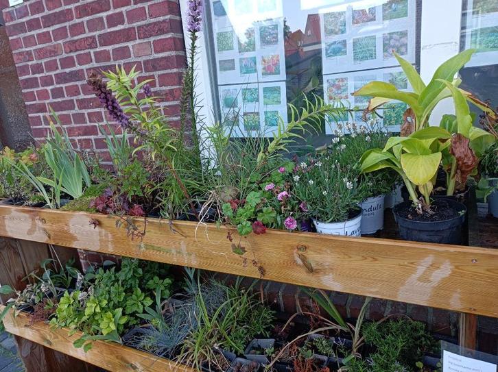 planten vanaf 1,-, Tuin en Terras, Planten | Tuinplanten, Vaste plant, Overige soorten, Halfschaduw, Zomer, Ophalen