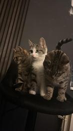 Kittens, Dieren en Toebehoren, Katten en Kittens | Raskatten | Korthaar