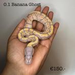 0.1 Banana Ghost NK25, Dieren en Toebehoren, Slang