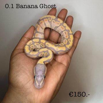 0.1 Banana Ghost NK25  beschikbaar voor biedingen