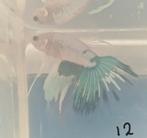 Betta man 12, Vis