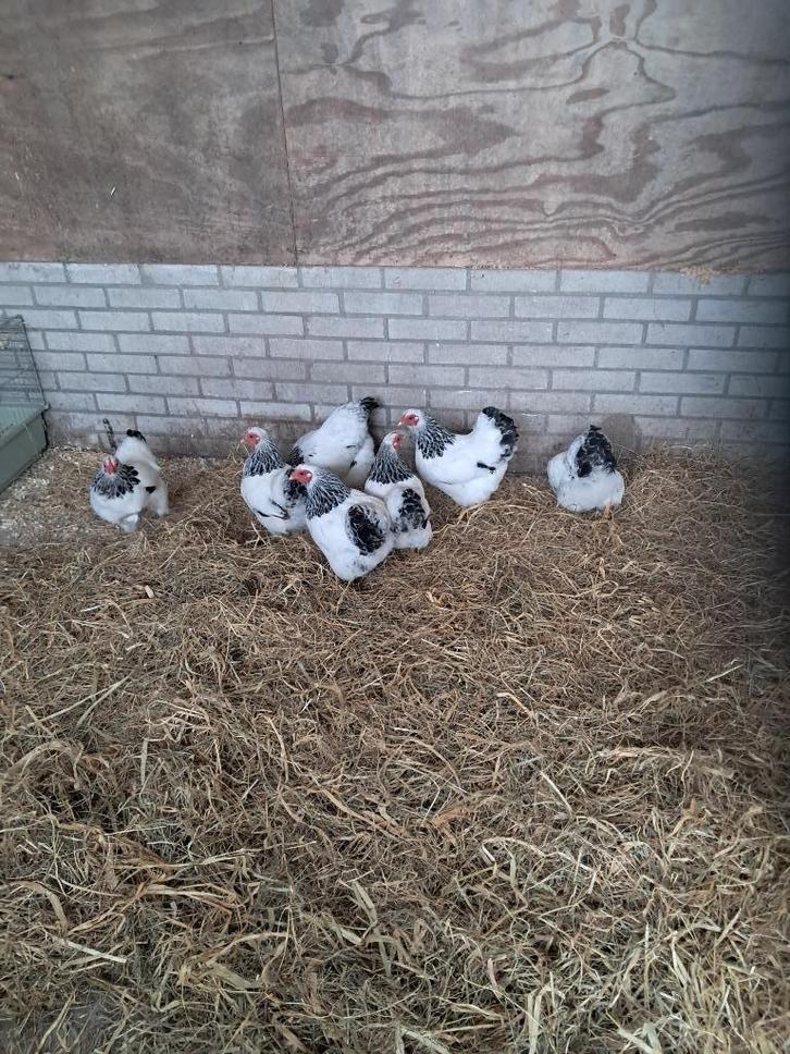 Wyandotte krielen Wit-zwartcolumbia, Dieren en Toebehoren, Pluimvee, Kip, Vrouwelijk