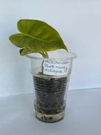 Philodendron burle marx variegata (1), Huis en Inrichting, Kamerplanten, Ophalen of Verzenden, Overige soorten, Minder dan 100 cm