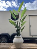 Kunstplant Strelitia in pit Mineral Fleuri beige, Verzenden, Volle zon, Overige soorten, 100 tot 250 cm