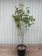 Cornus mas - Gele Kornoelje, Tuin en Terras, Planten | Bomen, Ophalen, Lente, Volle zon, Overige soorten