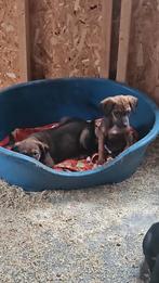 Mooie pups puppys Ridgeback x Friese Stabij mogen direct weg, Dieren en Toebehoren, Rabiës (hondsdolheid), Overige rassen, 8 tot 15 weken