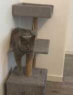 Lieve Britse Korthaar kater zoekt een warm thuis, Dieren en Toebehoren, Ophalen of Verzenden, Zo goed als nieuw, Krabpaal