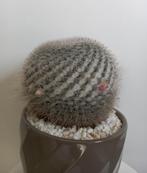 Cactuszaden Mammillaria Hahniana, RUILEN of te koop, Ophalen, Minder dan 100 cm, Bloeiende kamerplant, Volle zon