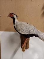 Opgezette Zilver Fazant, Ophalen, Zo goed als nieuw, Vogel, Opgezet dier