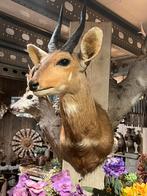 Opgezette nyala antilope gewei preparaat afrika, Verzamelen, Dierenverzamelingen, Ophalen, Gebruikt, Wild dier, Opgezet dier