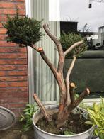 Taxus Tuin bonsai, Tuin en Terras, In pot, Minder dan 100 cm, Overige soorten, Bloeit niet