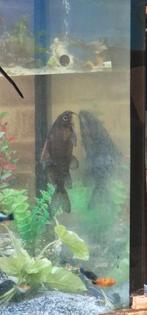 Synodontis zoekt een huisje, Vis