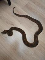 Boa's bewezen koppel hypo leopard, Slang