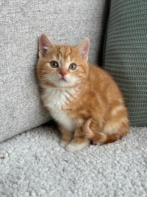 Prachtige kittens. Rood, lapjes en grijsblauw. Vader raskat, Dieren en Toebehoren, Katten en Kittens | Overige Katten, Meerdere dieren