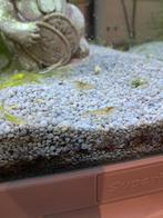 Garnalen, Kreeft, Krab of Garnaal
