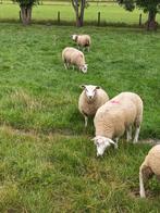 Koppeltje swifter ooilammeren, Vrouwelijk, Schaap, 0 tot 2 jaar