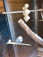 Engelse grasparkiet man, Dieren en Toebehoren, Mannelijk, Parkiet