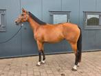 Fokmerrie / Draagmerrie, Dieren en Toebehoren, Paarden, Merrie, Gechipt, Onbeleerd, Recreatiepaard