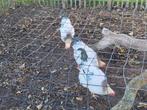 Columbia Sussex Hanen gratis., Dieren en Toebehoren, Pluimvee, Mannelijk, Kip