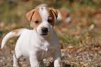 Te koop laagbenige glad- en broken coat Jack Russel pups, Dieren en Toebehoren, Jack Russell Terriër, 8 tot 15 weken, CDV (hondenziekte)