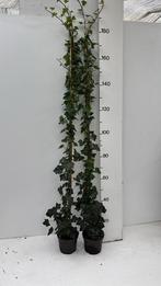Super mooie Hedera (Klim-op) 180/200 cm, Ophalen, Overige soorten, 100 tot 250 cm