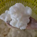 Kefirkorrels melkkorrels, Ophalen of Verzenden