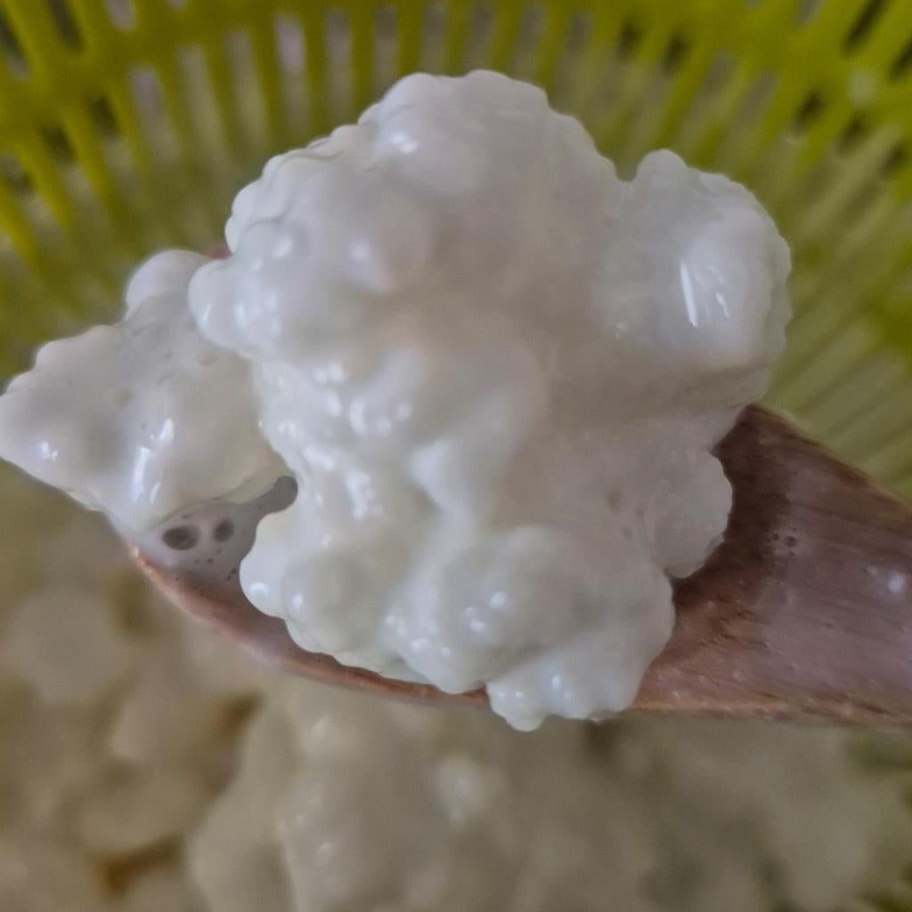 Kefirkorrels melkkorrels, Diversen, Levensmiddelen, Ophalen of Verzenden