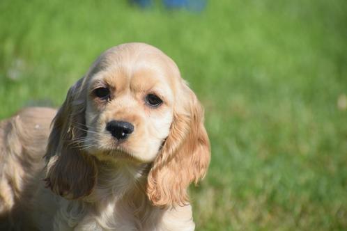 Amerikaanse cocker spaniel pups, Dieren en Toebehoren, Honden | Retrievers, Spaniëls en Waterhonden, Meerdere dieren, Spaniël