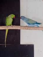 Halbandparkieten, Meerdere dieren, Parkiet