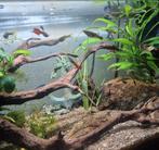 Baby guppen, Vis, Zoetwatervis