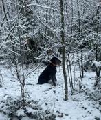 Gezocht herplaatser Duitse staande draadhaar teef, Duitse Staande hond, CDV (hondenziekte), 1 tot 2 jaar, Teef