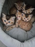 Britse korthaar kittens, Dieren en Toebehoren, Katten en Kittens | Raskatten | Korthaar, Meerdere dieren, Gechipt