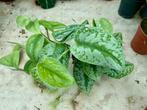 Scindapsus pictus Trebie - Kamerplant, Overige soorten, In pot, Minder dan 100 cm, Groene kamerplant