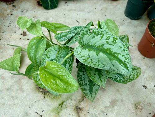 Scindapsus pictus Trebie - Kamerplant, Huis en Inrichting, Kamerplanten, Overige soorten, Minder dan 100 cm, Groene kamerplant