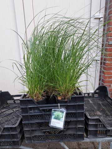 Volle Pennisetum alop. 'Hameln' (Lampenpoetsergras) beschikbaar voor biedingen