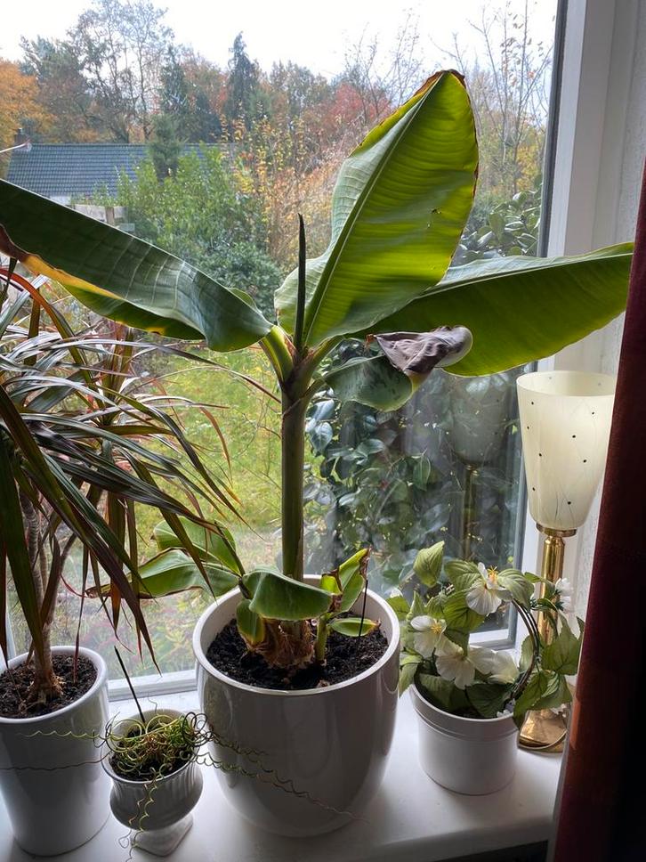 Bananenplant, Huis en Inrichting, Kamerplanten, Minder dan 100 cm, Halfschaduw, Ophalen of Verzenden