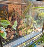Terrarium 30l30bx25h, Ophalen, Zo goed als nieuw