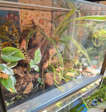 Terrarium 30l30bx25h beschikbaar voor biedingen