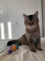 Brits korthaar, Kater, Gechipt
