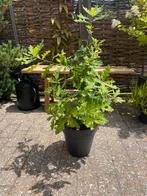 jonge zomereik (Quercus robur), Tuin en Terras, Planten | Bomen, Bloeit niet, Overige soorten, Minder dan 100 cm, Ophalen
