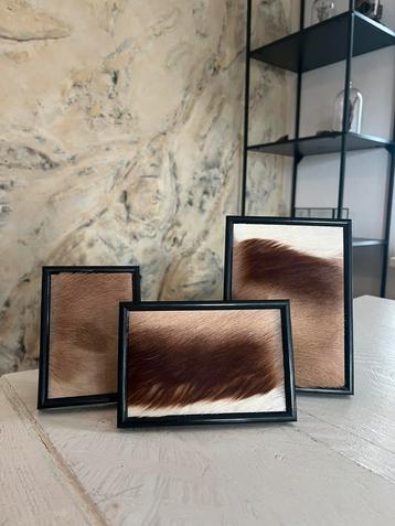 Set Van 3 Opgezette Springbok Huid In Fotolijst Taxidermie beschikbaar voor biedingen