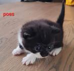 Kittens