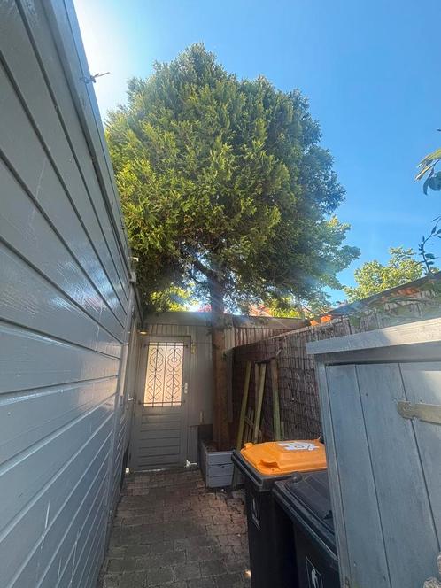Gezocht! Tuin of klusjesman, Tuin en Terras, Planten | Bomen, Overige soorten, Volle zon, Ophalen