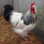 Sussex haan, Dieren en Toebehoren, Pluimvee, Mannelijk, Kip