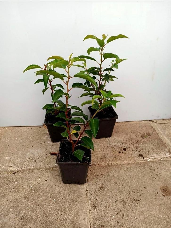 Portugese laurier 15/20 cm, Tuin en Terras, Planten | Struiken en Hagen, Laurier, 100 tot 250 cm, Ophalen of Verzenden