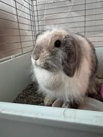 Voedster zoekt huisje!, Dieren en Toebehoren, Konijnen, Vrouwelijk