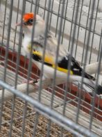 Mooi bont man witkop te koop, Dieren en Toebehoren, Mannelijk