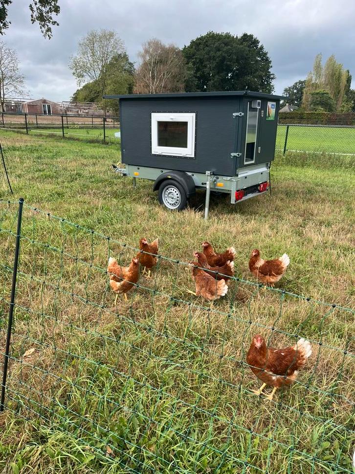 Bruine legkippen / leghennen / lohmann, Dieren en Toebehoren, Pluimvee, Kip, Vrouwelijk